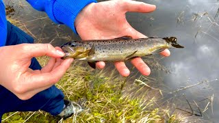 Scottish wild brown trout fishing in the highlands [upl. by Ayotaj]