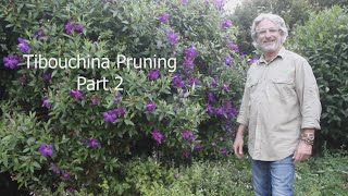 Tibouchina Pruning Part 2 [upl. by Tades]