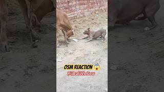 Pitbull vs Cow 😱Awesome Reaction 🤣 shortvideo shorts trending pitbull dog viral views like [upl. by Yale184]