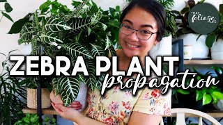 How to Propagate a Zebra Plant Aphelandra Squarrosa [upl. by Margarida]