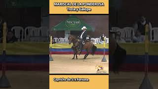 MARISCAL DE LA PONDEROSA PRUEBA DEL 8 trote shortsvideo horse equitacion caballos [upl. by Nwatna679]