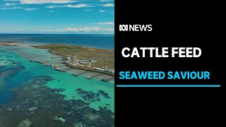 WA has completed its first commercial harvest of a unique seaweed off the Geraldton coast ABC News [upl. by Yrrag]