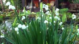 Summer Snowflake Leucojum aestevum [upl. by Yeta893]