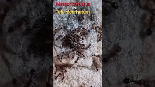 🐜 Messor barbarus vs Tetramorium bicarinatum [upl. by Tebasile]