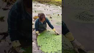 Amazing Natural Gorgon Harvesting amp Rural Life  Prickly Water Lily Seeds satisfying shorts [upl. by Ebanreb706]