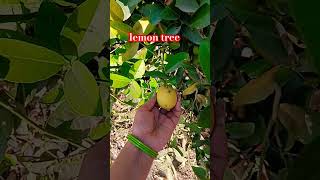 lemon 🍋 tree nimbugardningorganic 👍🙏 [upl. by Dud]