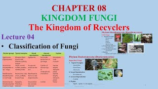 Classification of FungiZygomycetesAscomycetesBasidiomycetes Zygomycetes Divisions of Fungi [upl. by Materi239]