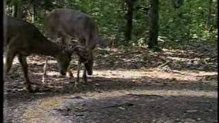 DEER MUSIC VIDEO deer fights amp crazy buckling [upl. by Doria50]