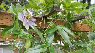 Passiflora Caerulea Blue Crown Passion Fruit is flowering [upl. by Paddie]