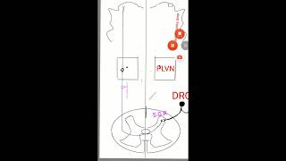 Lateral spino thalamic tract [upl. by Idac]