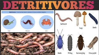 DETRIVORES   DIFFERENCE BETWEEN DETRIVORES amp DECOMPOSERS  TROPHIC LEVEL  Education Notes [upl. by Arline]