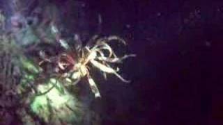 A Swimming Crinoid  Sea Lily [upl. by Cele]