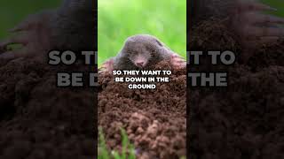 Quick Look  Difference Between Moles amp Voles [upl. by Tuchman]