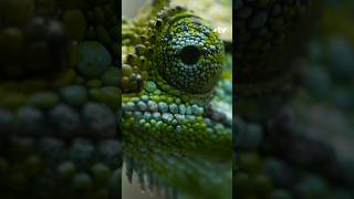 Ce caméléon ne pond pas dœufs  🦎 reptiles [upl. by Anhsirk]