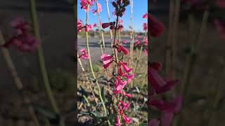 Penstemon arizona bloom nature plants pink flowers [upl. by Etnauj]