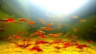 Pineapple Swordtails from Imperial Tropicals Feeding Frenzy Gopro [upl. by Zielsdorf339]