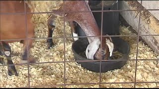 Rain is a good thing for Warrick Co 4H Fair [upl. by Naro]