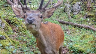 Cerf renifleur  instants sauvages SP 20240809 [upl. by Ybbed941]