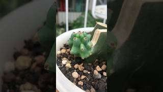 Cereus Peruvian cut’s root start growing after a few weeks dorman cactus cactaceae cereusperuvian [upl. by Fortunna]