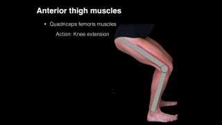 Anterior thigh muscles [upl. by Innattirb]