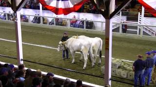 Fryeburg Fair 2013 Ox Pull Video 14 [upl. by Chui]