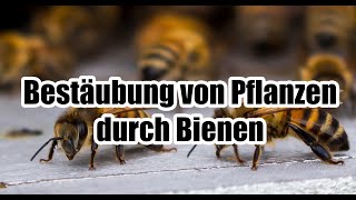 Bestäubung von Pflanzen durch Bienen  Für Erwachsene erklärt [upl. by Hseham]