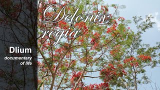 Flamboyant Delonix regia  part 3 [upl. by Milah]