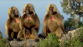 Defending a Monkey Harem  Clever Monkeys  BBC Earth [upl. by Hersch]