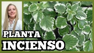 🌾PLANTA INCIENSO ► INCIENSO AROMÁTICO planta CUIDADOS VeronicaCampaniniPlantas [upl. by Aserej]