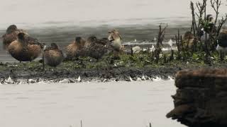 Blackwinged Pratincole preens its feathers 4K [upl. by Hakaber]