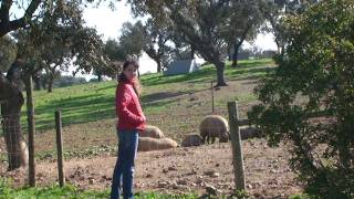 Farm in Alentejo Traveline Portugal [upl. by Miza]