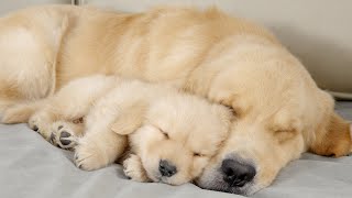 Golden Retriever Puppy Cant Sleep Without Dad [upl. by Anaihr574]