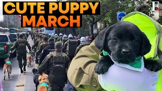 Pups March Alongside Soldiers in Chiles Military Parade  FPNews [upl. by Areikahs]