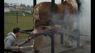 Hot shoeing a draft horse is a tough job Watch the whole technique in detail [upl. by Secor]