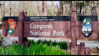 Congaree National Park  Overview of the Park [upl. by Gene]