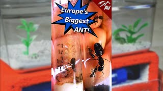 Moving Europes Biggest Ant Species into a Formicarium [upl. by Sidhu]