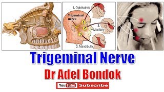 Trigeminal Nerve Ophthalmic Maxillary and Mandibular Nerves Dr Adel Bondok [upl. by Fromma]