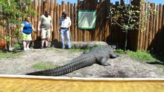 Feeding Chester the Alligator at Gatorland [upl. by Erreid]