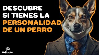 7 SEÑALES DE QUE TIENES LA PERSONALIDAD DE UN PERRO [upl. by Nohsar56]