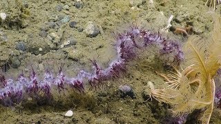 Spectacular Siphonophore Strands  Nautilus Live [upl. by Yetta]