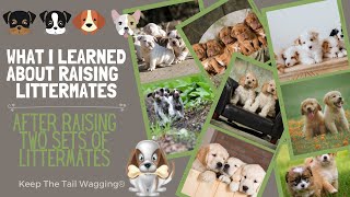 What I Learned About Raising Littermate Puppies After Raising 2 Sets of Littermates [upl. by Duax]