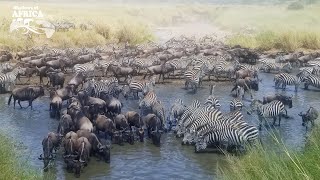 The Great Wildebeest Migration in Africa [upl. by Angelika]