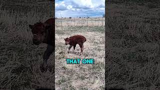 This baby Bison was born with a birth deficiency Poor guy 🥺🦬 pet daily yellowstone farm farm [upl. by Cruz]