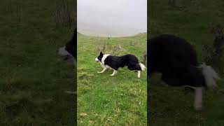 Border collies of the Caribbean funny bordercollie [upl. by Caputto]