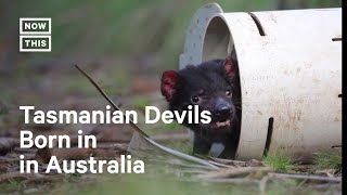 First Tasmanian Devils Born in 3000 Years [upl. by Enyrb]