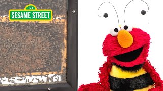 Sesame Street Elmo and Kids Meet a Beekeeper featuring hihokids [upl. by Christian936]