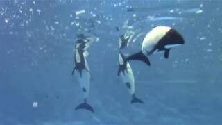 Commersons Dolphins at Toba Aquarium 12818 鳥羽水族館 イロワケイルカ [upl. by Arihsay]