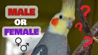 How to tell if a Cockatiel Is Male or Female [upl. by Correy]