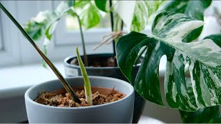 Variegated Monstera Soil Mix amp Propagation Houseplant Care [upl. by Everson543]