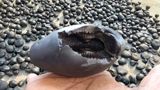 Gandaki river shaligram  different types of shaligram shila  shaligram stone [upl. by Ocker]